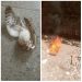 CDHR leadership crisis goes spiritual, expelled National Vice President, Taiga cries out as he discovers Owl in office