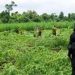 NDLEA raids, destroys 5km radius “Indian hemp” farm in Delta