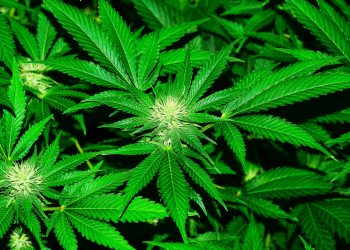 Morocco govt backs legalising cannabis for medical use