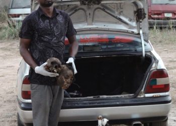 NDLEA arrests man with two human skulls