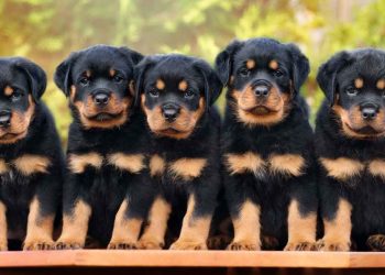 10 dogs devour two-year-old prospective pupil in Anambra