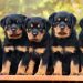 10 dogs devour two-year-old prospective pupil in Anambra
