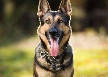 Dog bites student’s scrotum in Ondo