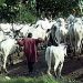 Owner of cassava farm in Delta laments destruction by Fulani herdsmen