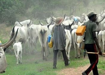 Anti-Open Grazing: Herders continue activities with impunity one year after law came into force in Delta