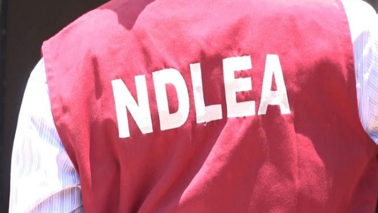 Youths in Borno drink fermented human urine to get intoxicated – NDLEA