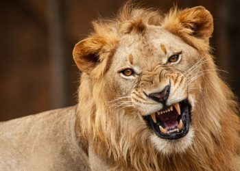 OAU SUG President blames human error for lion attack on University staff