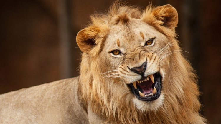 OAU SUG President blames human error for lion attack on University staff