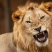 OAU SUG President blames human error for lion attack on University staff