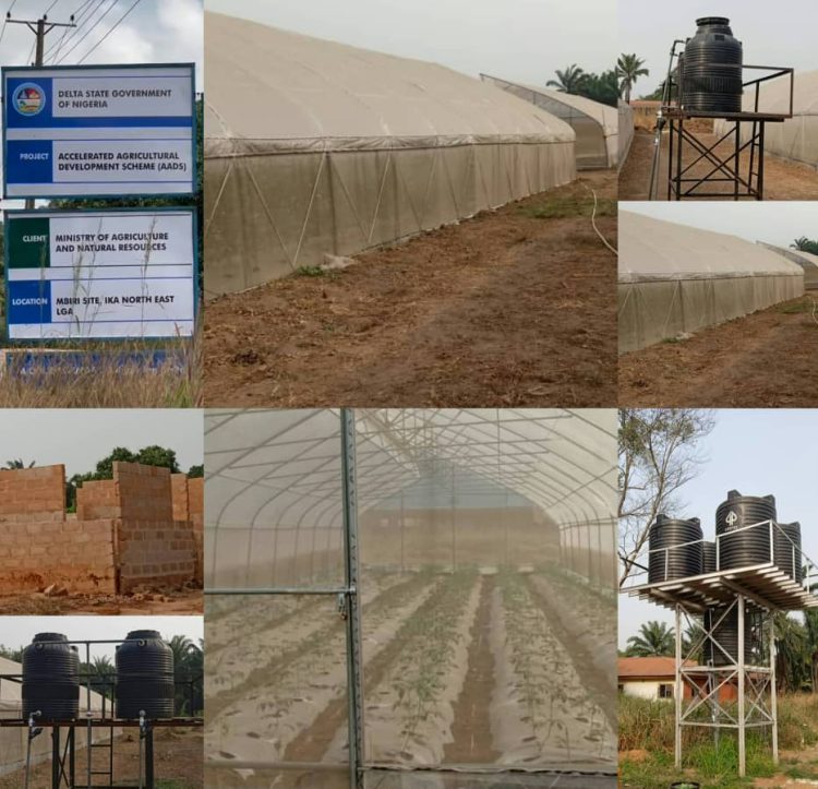Governor Oborevwori Tackling Youth Unemployment Through Accelerated Agriculture Development Scheme (AADS)