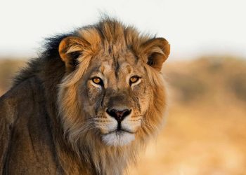 Lion kills zookeeper at Obafemi Awolowo University