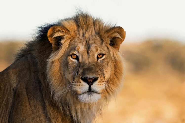 Lion kills zookeeper at Obafemi Awolowo University