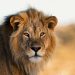 Lion kills zookeeper at Obafemi Awolowo University