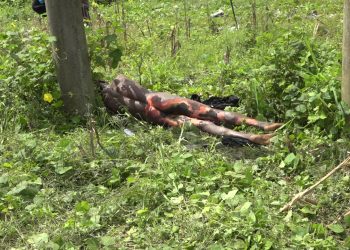 34-year-old man feared dead over failed attempt to vandalize 33KV BEDC line in Delta