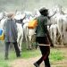 ANTI-OPEN GRAZING LAW: Delta Activist Mulade Laments Non-Implementation, Accuses Government of Lacking Political Will