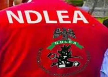 NDLEA Nabs 60-Year-Old Drug Kingpin After Seven-Year Run from Justice
